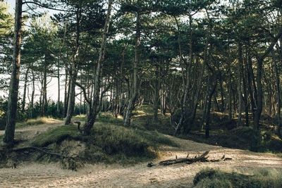 Trees in forest