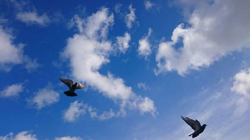 Low angle view of bird flying in sky