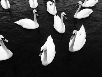 High angle view of swans swimming in lake