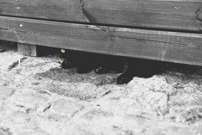 High angle view of a cat