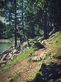 Scenic view of river amidst trees in forest