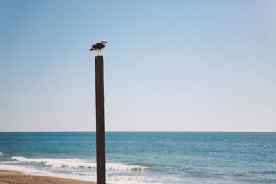 Bird perching on beach against clear sky