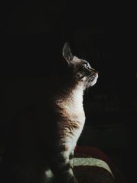 Close-up of cat against black background