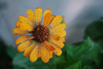 Close-up of yellow flower