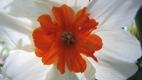 Close-up of flower blooming outdoors