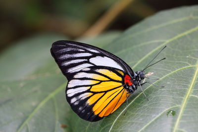 Butterfly on leaf