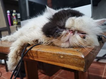 Cat sleeping on table at home