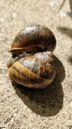 Close-up of snail