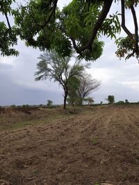 Trees on field against sky