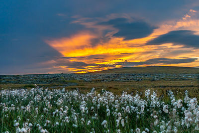 Scenic view of field against sky during sunset