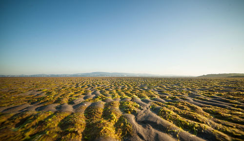 Scenic view of field against clear sky