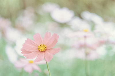 Close-up of pink cosmos flower