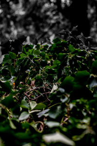 Close-up of fresh green leaves