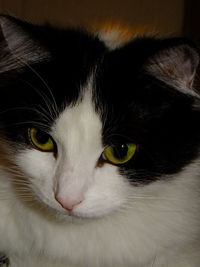 Close-up portrait of cat