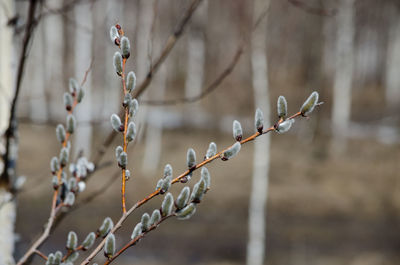Close-up of plant during winter