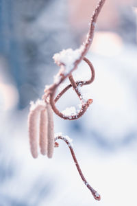 Close-up of frozen plant