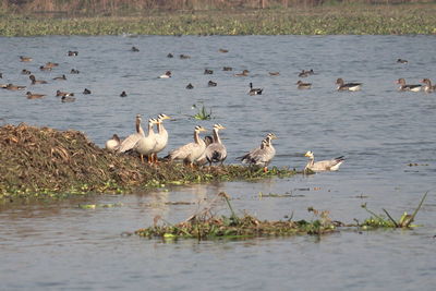 Ducks swimming in lake