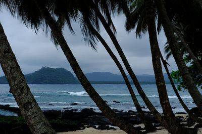 Palm trees by sea against sky