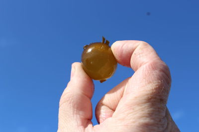 Sea weed pod at newport beach