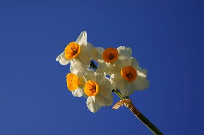 Close-up of flowers against blue sky