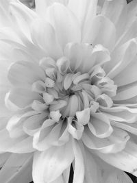 Close-up of dahlia