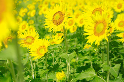 Close-up of yellow flowers