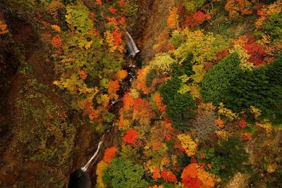 High angle view of stream amidst trees on mountains