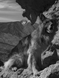 Dog sitting on rock against mountains