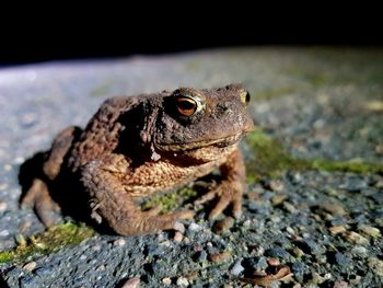 Close-up of frog on rock