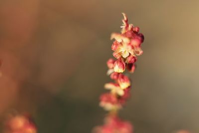 Close-up of red flowering plant