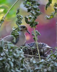 Close-up of bird perching on nest