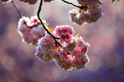 Close-up of pink flowers on branch