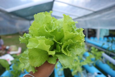 Close-up of hand holding leaves