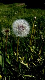 Close-up of dandelion in field