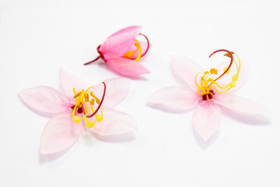 Close-up of pink orchid against white background