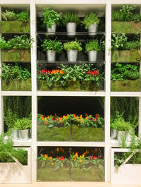 Potted plants in greenhouse