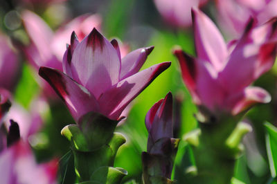 Close-up of pink flowering plant