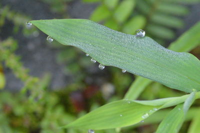 Close-up of raindrops on leaves