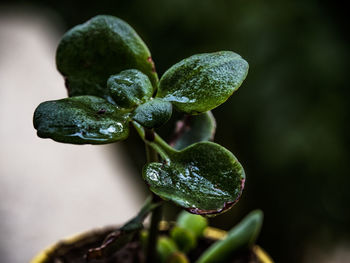 Close-up of rain drops on plant