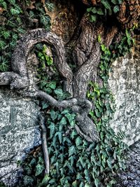 Plants growing on tree trunk