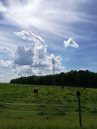 Cows grazing on field against sky