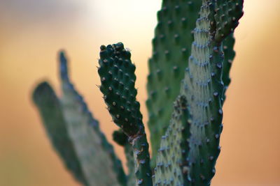 Close-up of cactus plant against sky during sunset