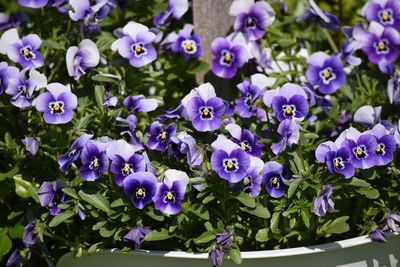 Close-up of purple flowers blooming outdoors