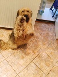 Portrait of dog sitting on floor at home