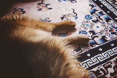 Close-up of cat sleeping