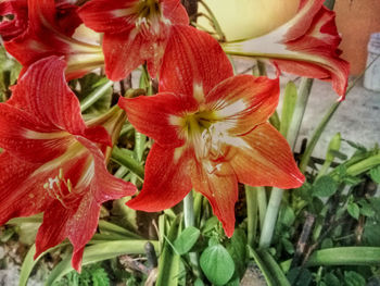 Close-up of red lilies