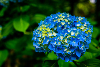 Close-up of blue hydrangea flowers in park