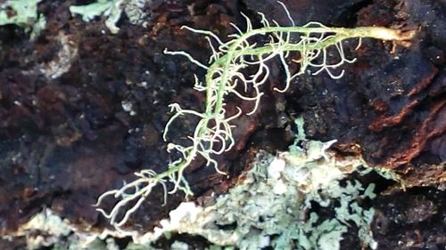 Close-up of leaves