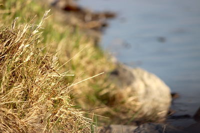 Close-up of dead plant on land