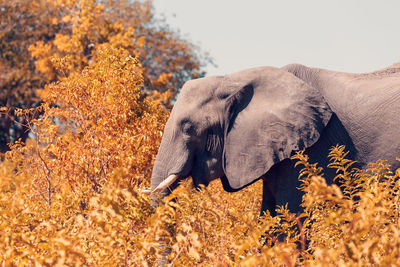 Elephant standing amidst plants